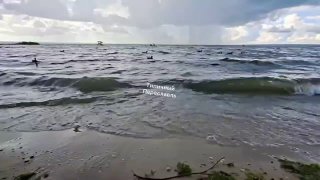 Переславль-Залесский: Уточки, Которые Завоевали Сердца Горожан
